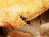 Tersilochinae inconnu